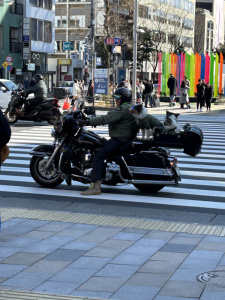 Rider and 3 Dogs on Motorcycle