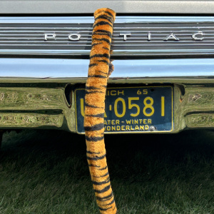 Tiger-Tail