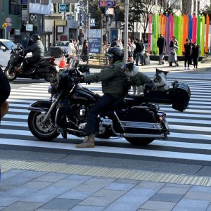 Rider and 3 Dogs on Motorcycle